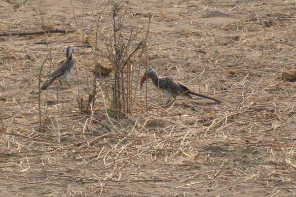 red_billed_hornbill