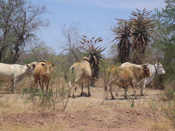 aloes