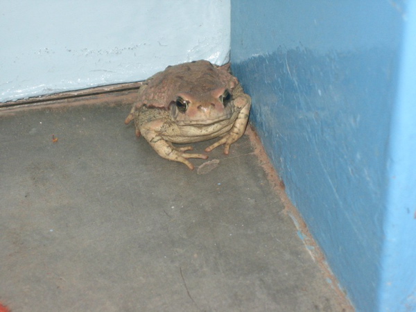 frog