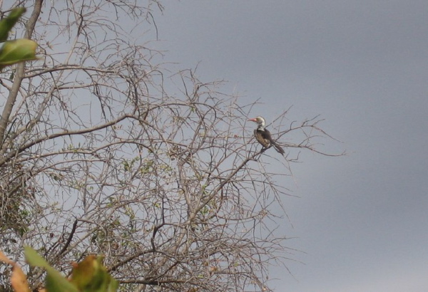 yellow_hornbill