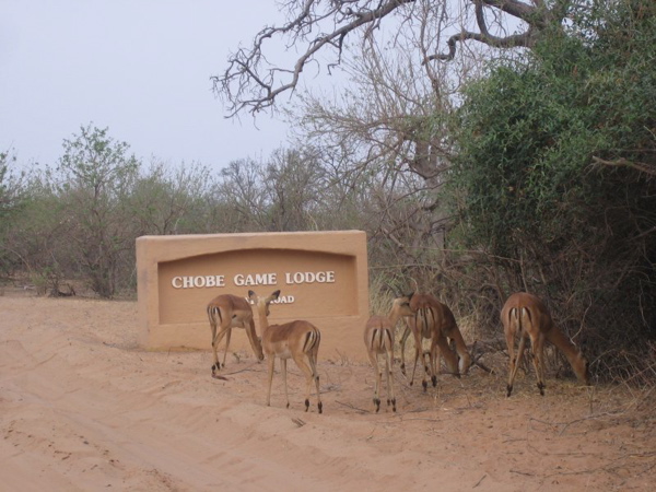 impalas