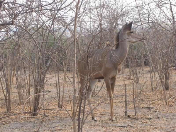 kudu
