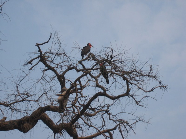 ground_hornbills