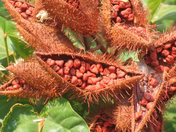 seeds