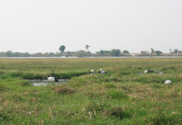 spoonbills