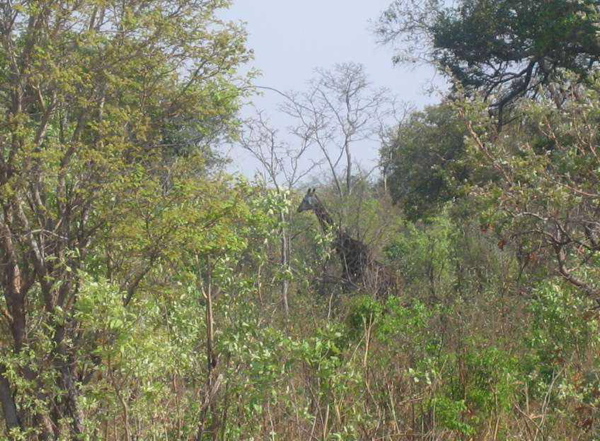 giraffe