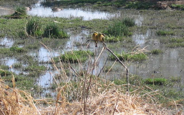 two_yellow_masked_weavers