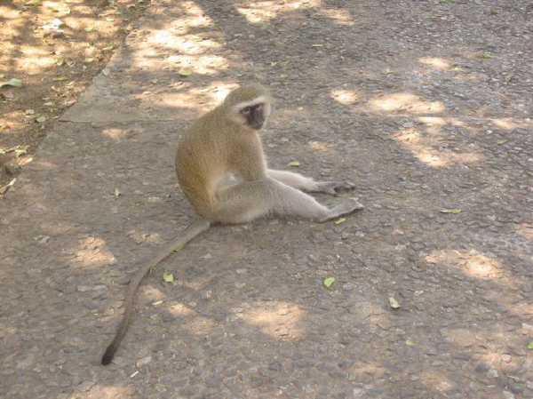 monkeys
