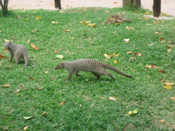 mongooses