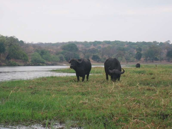 buffalo