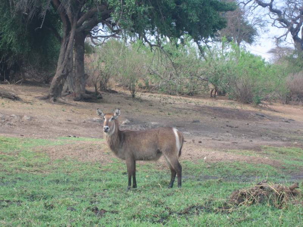 waterbuck