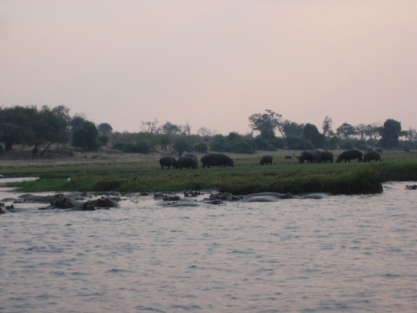 Hippos