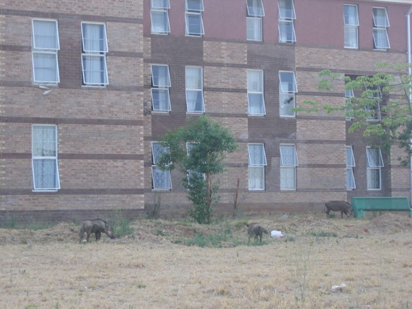 warthogs