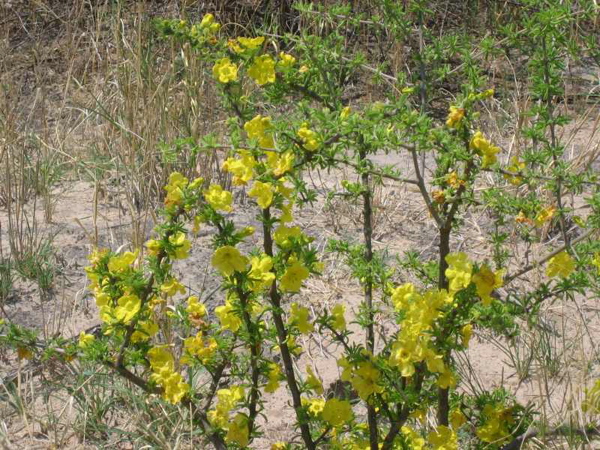yellow_fresia_lookalike