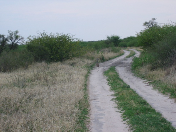 bustard