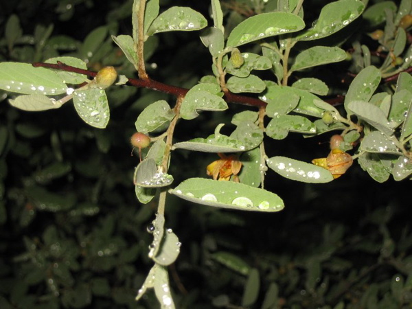 jojoba_lookalike