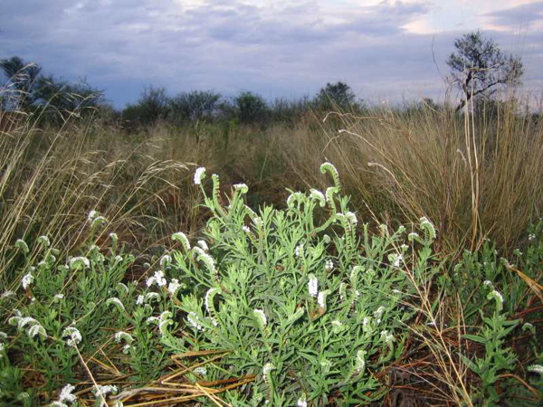 white_flower_bush
