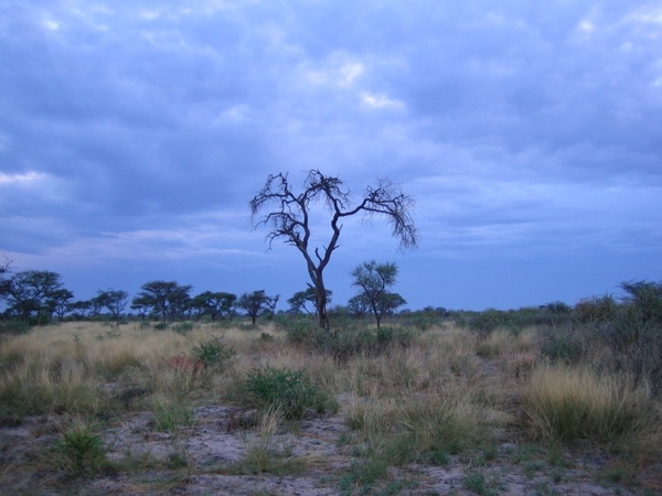 weird_tree