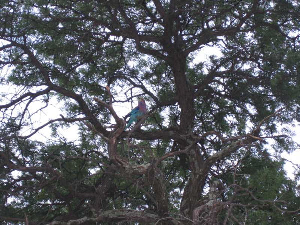 lilac_breasted_roller