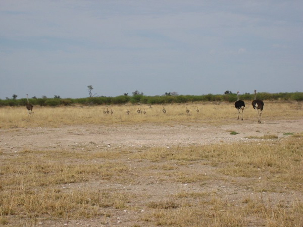 ostritch_family