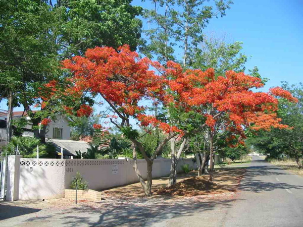 flamboyant