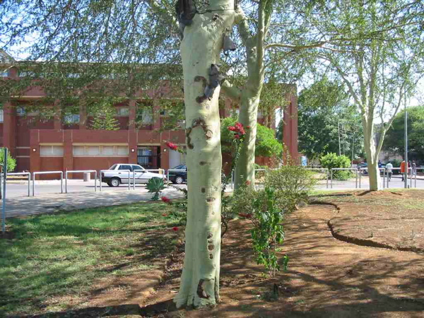 UB_landscaping