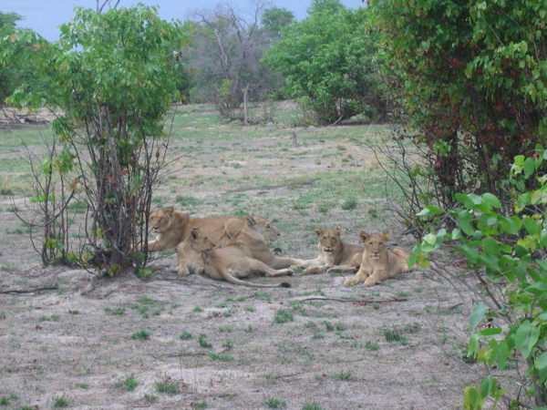 lions