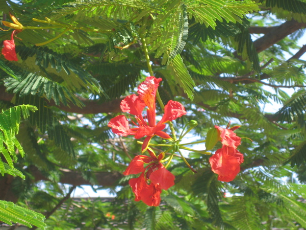 IMG_3118.JPG