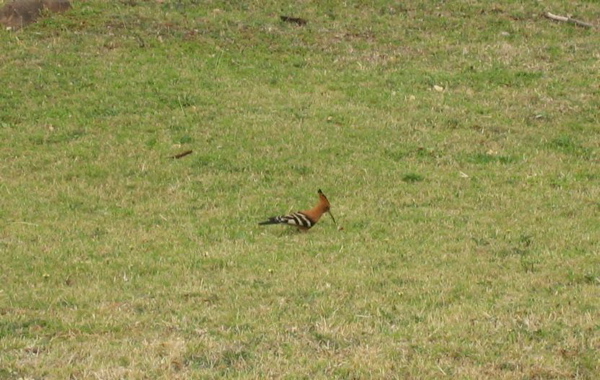 hoopoe
