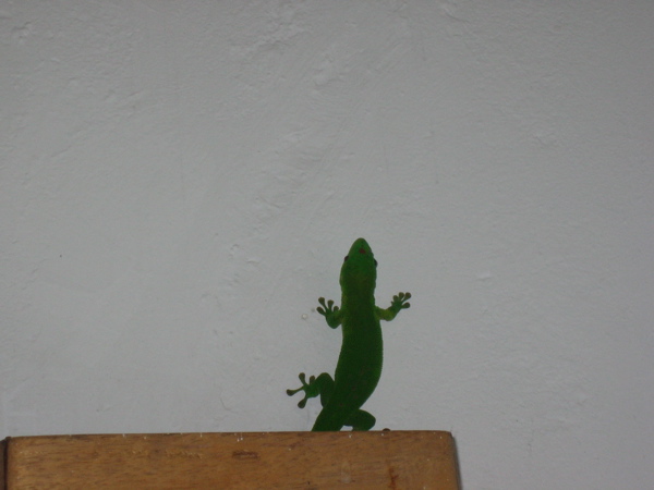 IMG_2669.JPG