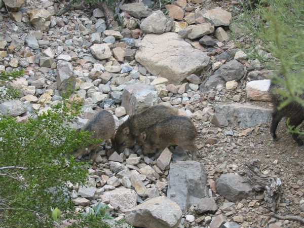 Cliff2005 014